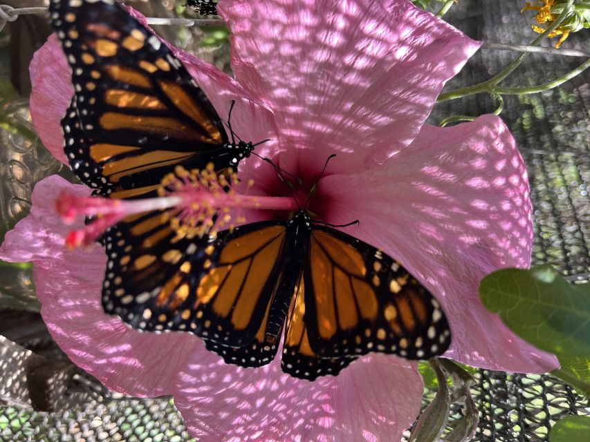 Maui: Interactive Butterfly Farm Entrance Ticket - Who this fits best on your Maui schedule