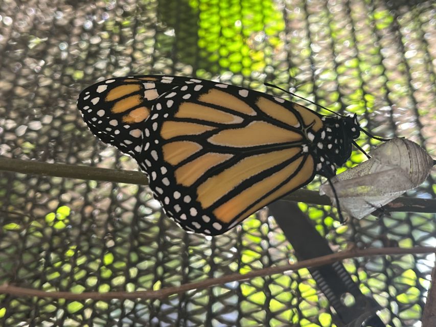 Maui: Interactive Butterfly Farm Entrance Ticket - Price and logistics: $49 for 45 minutes, and why it can be worth it