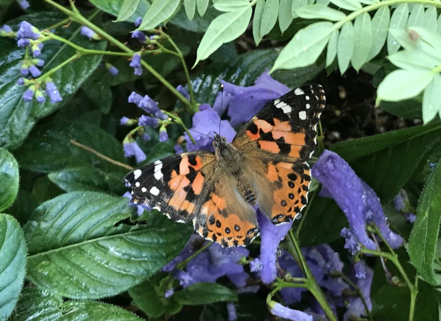 Maui: Interactive Butterfly Farm Entrance Ticket - Should you book the Maui Butterfly Farm Entrance Ticket?