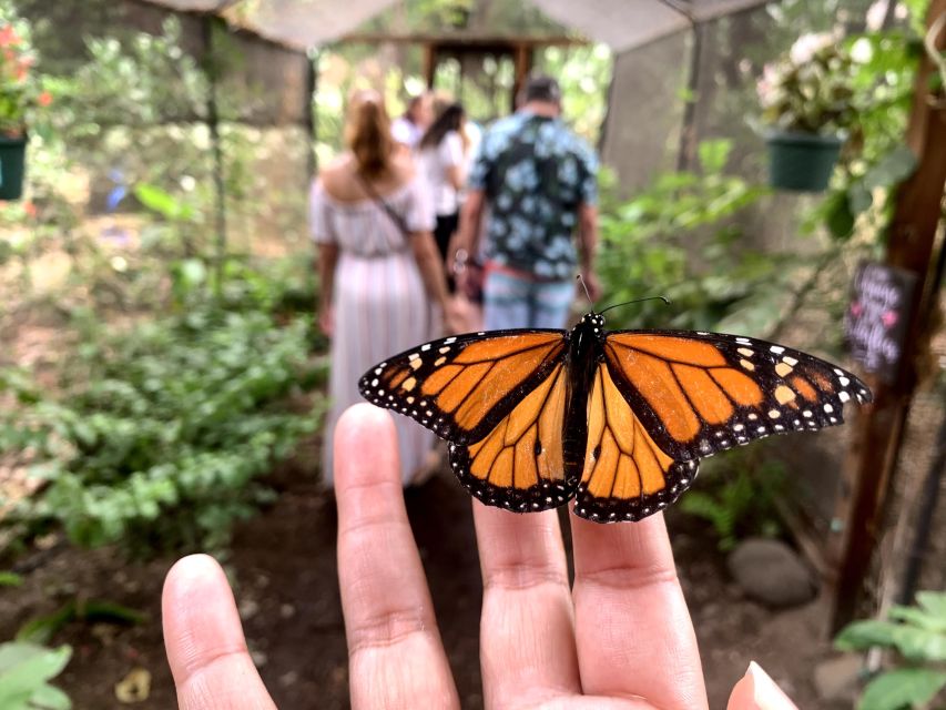 Maui: Interactive Butterfly Farm Entrance Ticket - The 45-minute flow: from garden intro to life-stage moments