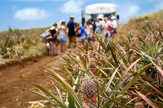 Maui Pineapple Farm Tour in Haliimaile - How This Hali’imaile Pineapple Tour Feels in Real Life