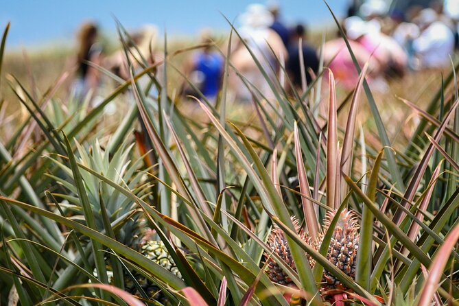 Maui Pineapple Farm Tour in Haliimaile - Stop 1 in Hali’imaile: Working Field Walk + Pineapple Tasting Stages