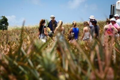 Maui Pineapple Farm Tour in Haliimaile - Price, Time, and What Makes It Worth About $99