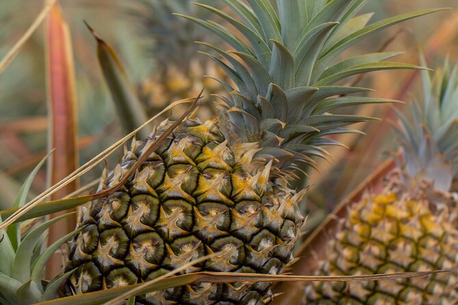 Maui Pineapple Farm Tour in Haliimaile - Guides Make the Tour Move: Colton, Shilo, Rudy, Brian and More