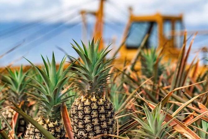 Maui Pineapple Farm Tour in Haliimaile - Weather, Timing, and Choosing a Tour Slot