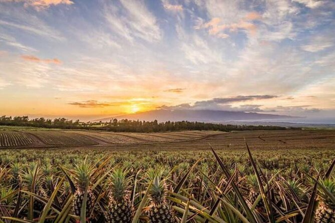 Maui Pineapple Tour: Farm and Feast Experience - The Maui Pineapple Store Stop: Stretch Your Legs, Shop Smart