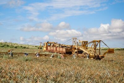 Maui Pineapple Tour: Farm and Feast Experience - Maui Gold Pineapple Farm Tour: Fields, Farming Talk, and Tastings