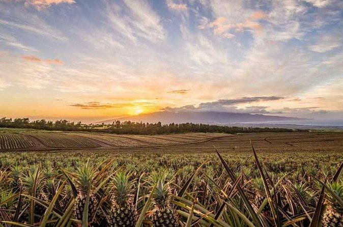 Maui Pineapple Tour: Farm and Feast Experience - Who This Maui Pineapple Tour Fits Best
