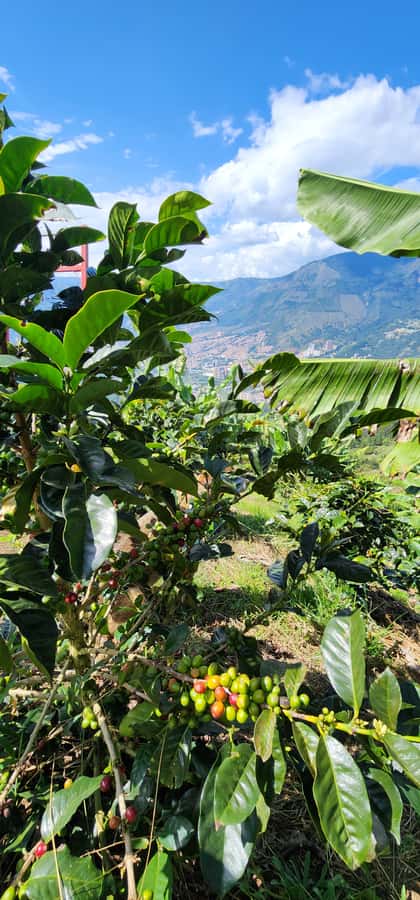 Medellin: Coffee Farm Tour & Spa with Overnight Glamping - Coffee Tasting with Certificate: Brewing Methods You Can Actually Use