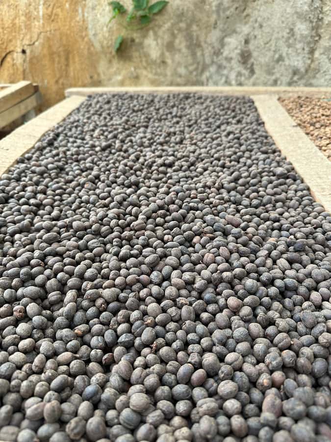 Medellín Coffee Farm Tour with Trolley and Cable Car Ride - Coffee, tram, and cable car: why this tour feels different