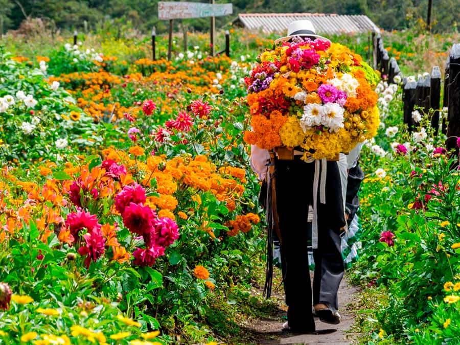 Medellín: Flower Farm & Silletero History Tour - Key highlights you’ll care about