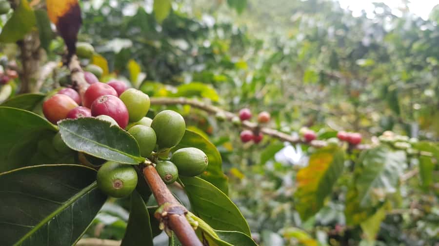 Medellin: Guatape, El Peñol Coffee Farm Private Tour & Fruit - Key Highlights You’ll Actually Feel During the Day
