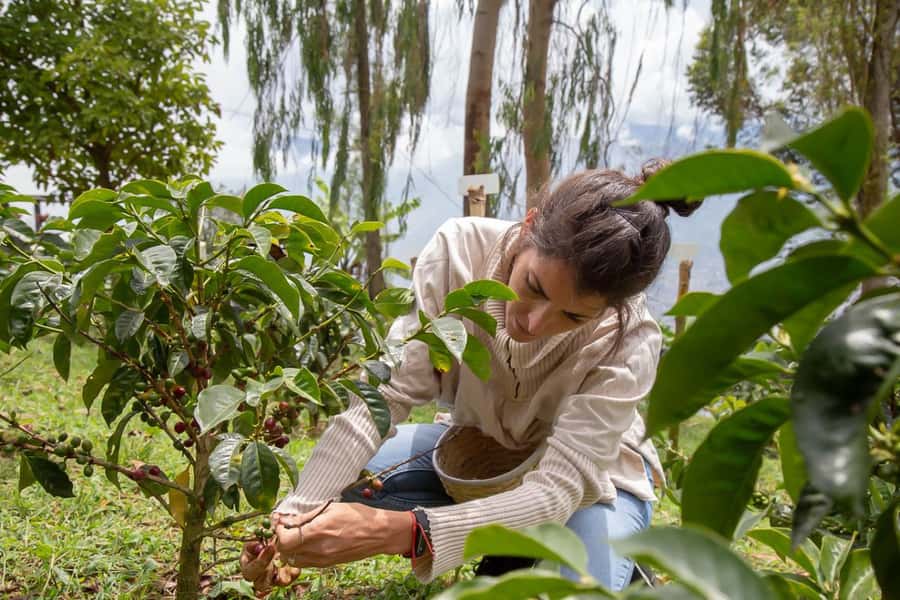Medellin: Horseback Riding Coffee Farm Tour with Coffee Spa - Key highlights worth putting on your radar