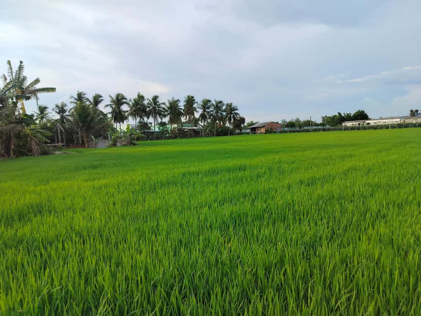 Mekong Delta Day Trip: Explore Cycling & Cook Classes Farm - How the day trip flows: District 1 pickup to your ~5:30 return