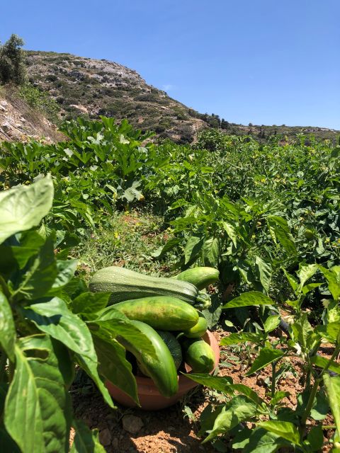 Melanes: Naxos Perivoli Farm & Cooking Class with Wood Fire - The value question: $117 for 4 hours of farm-to-fire cooking