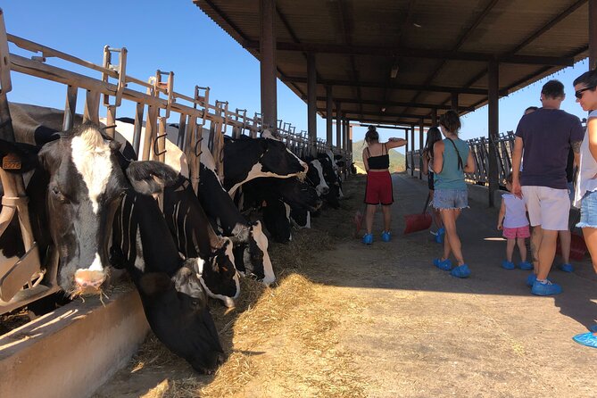 Menorca: Cheesemaking and Farm-Fresh Product Tasting - The Cheese-Making Room: Helping Create Mahon-Menorca Cheese