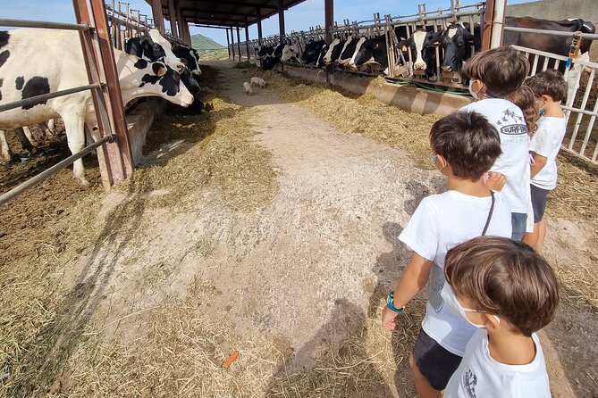 Menorca: Cheesemaking and Farm-Fresh Product Tasting - Touring the Farm: Feeding Calves, Cows, and Pigs Up Close