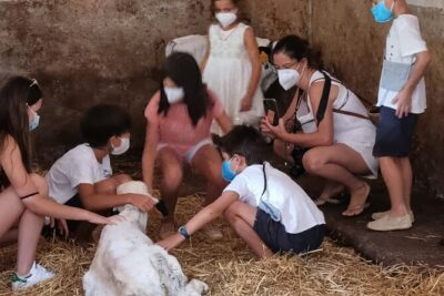 Menorca: Cheesemaking and Farm-Fresh Product Tasting - Meet the Animals: Calves, Cows, and a Very Hands-On Moment