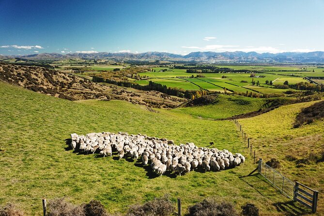 Merino Farm Experience - Key Merino Farm Highlights You’ll Care About