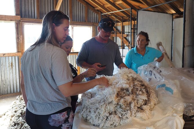 Merino Farm Experience - The Woolshed Experience: Shearing, Super-Fine Wool, and What It Becomes