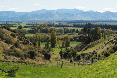 Merino Farm Experience - Stop in the Fields: Sheep, Cattle (Sometimes), and Working Farm Views
