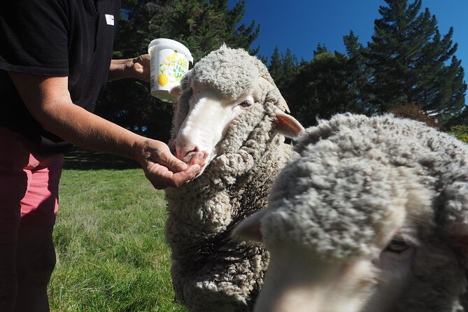 Merino Farm Experience - Meet the Working Dogs: Real Farm Skills in Action