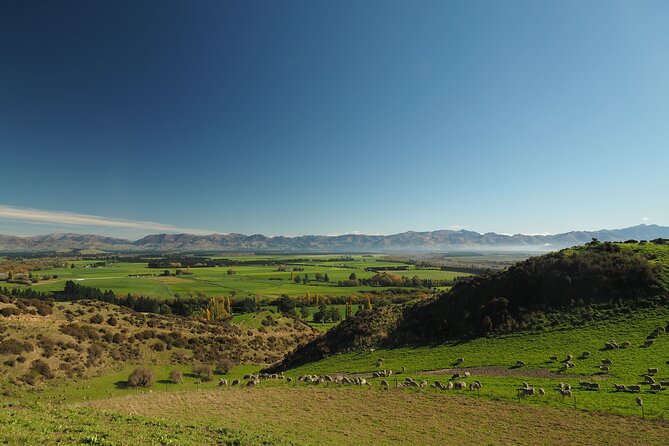 Merino Farm Experience - Pet Sheep, Feeding, and Photo Time