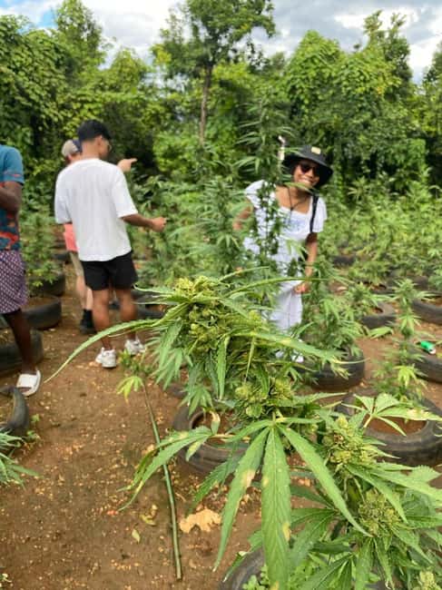 Montego Bay: Marijuana Farm and Bird Sanctuary Tour - How Pickup Works in Montego Bay (and what you should watch for)
