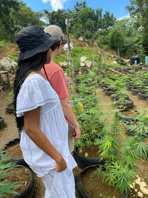 Montego Bay: Marijuana Farm and Bird Sanctuary Tour - What the 3 Hours Feels Like (and how to pace your expectations)