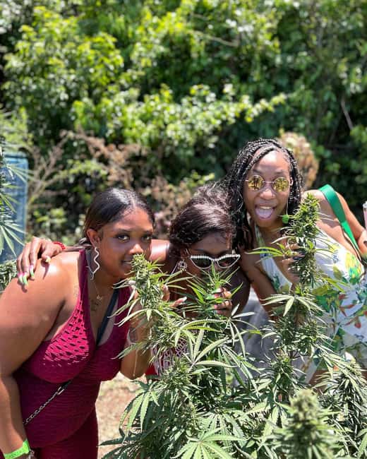 Montego Bay: Marijuana Farm and Bird Sanctuary Tour - The Herb Farm Nursery: Touch, Smell, and Learn the Process