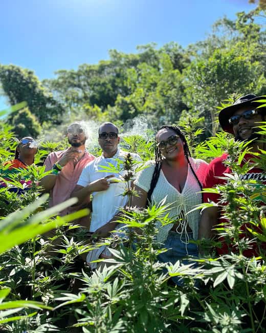 Montego Bay: Marijuana Farm Private Tour with Transportation - A quick reality check: 1–2 hours, big on talking and tasting