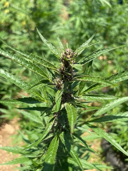 Montego Bay: Marijuana Farm Private Tour with Transportation - What you’ll see on the farm: from seedlings to ready-to-harvest plants