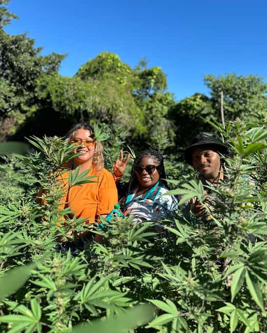 Montego Bay: Marijuana Farm Private Tour with Transportation - Strains, growing methods, and the real work behind the crop