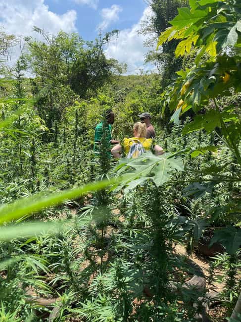 Montego Bay: Marijuana Farm Private Tour with Transportation - Price and value: is $133 worth it for a short tour?
