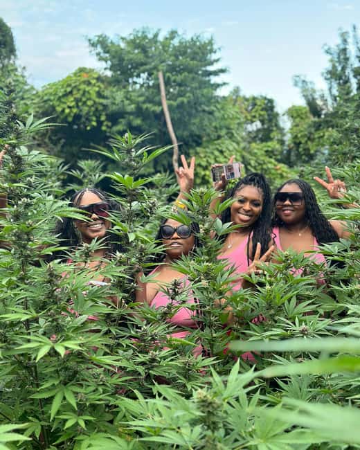 Montego Bay Marijuana Farm Tour - Rastafari Culture and Medicinal Uses in the Guide’s Story