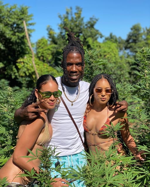 Montego Bay Marijuana Farm Tour - Photo Stops on Long Rows of Green Plants