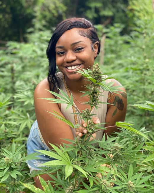 Montego Bay Marijuana Farm Tour - Walking the Farm: How the Growing Journey Works