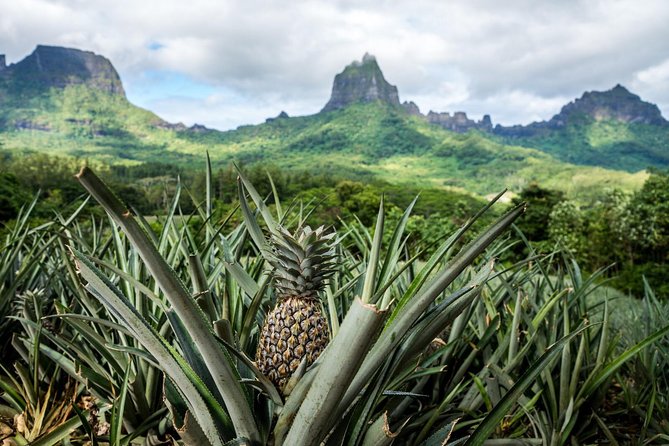 Moorea 4WD Tour Inc. Belvedere, Pineapple Farm, Magic Mountain... - Tropical Garden stop: jam and vanilla from the plantation side