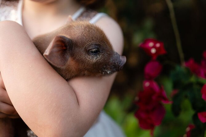 Morning Farm Experience near Gympie & Noosa - Bottle-feeding goats and sheep, plus baby piglets up close