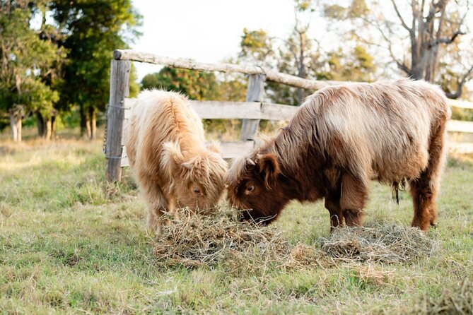 Morning Farm Experience near Gympie & Noosa - Highland cows named Cupcake, Apollo, and Jock