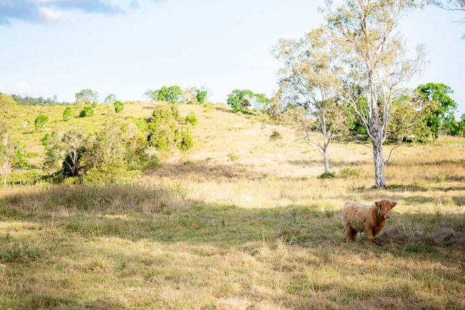 Morning Farm Experience near Gympie & Noosa - Cost and value: what you’re really paying for at $63.83