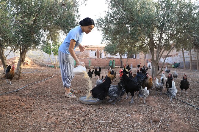 Moroccan Cooking Class and Eco-Farm Visit - Full day - Price and value: what $48 buys you in real time