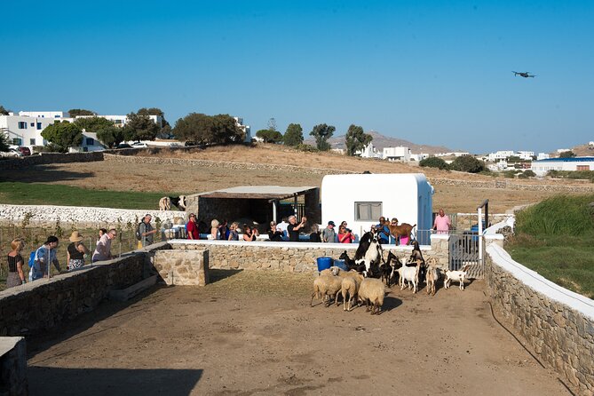 Mykonian Farm Experience - Key things to know before you go