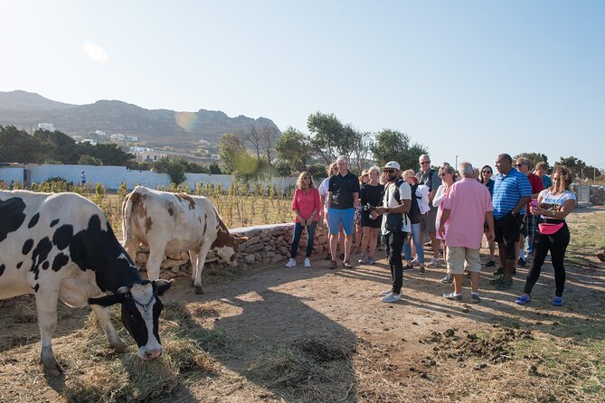 Mykonian Farm Experience - Why a farm experience in Mykonos is a smart change of pace