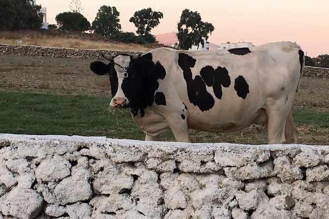 Mykonian Farm Experience - Your farm meal: unlimited local wine, raki, and juices