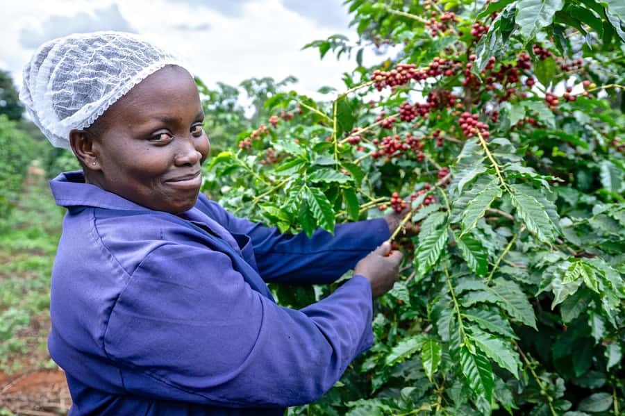 Nairobi: Coffee Factory and Farm Tour with Transfer - Quick hits before you go