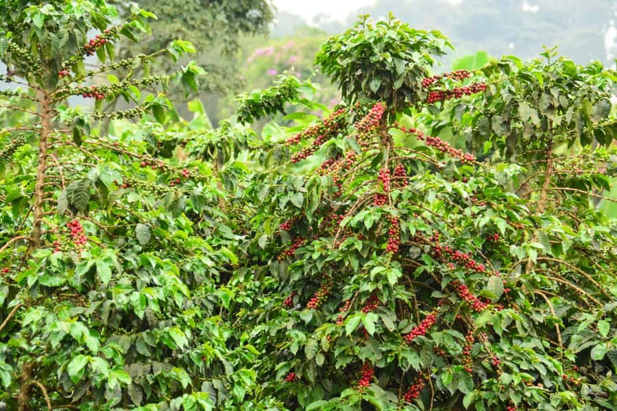 Nairobi: Coffee Factory and Farm Tour with Transfer - Price and what your money really covers (plus the extra entry fee)