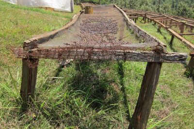 Nairobi Coffee Farm and Factory Tour - A Real Nairobi Coffee Experience Starts Outside the City