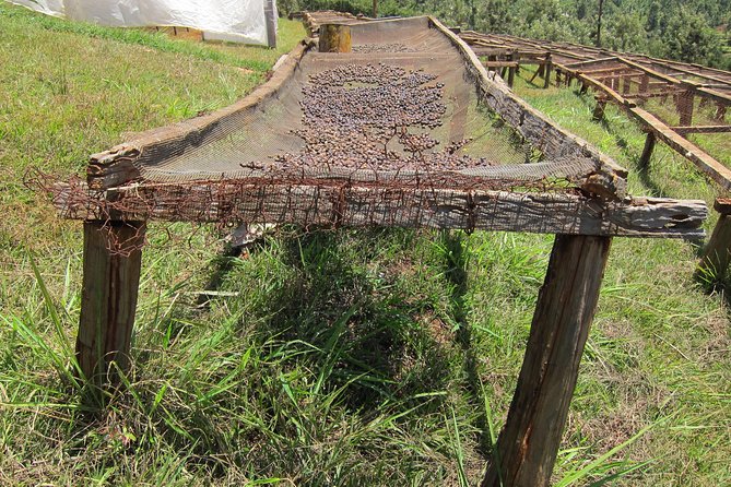 Nairobi Coffee Farm and Factory Tour - A Real Nairobi Coffee Experience Starts Outside the City