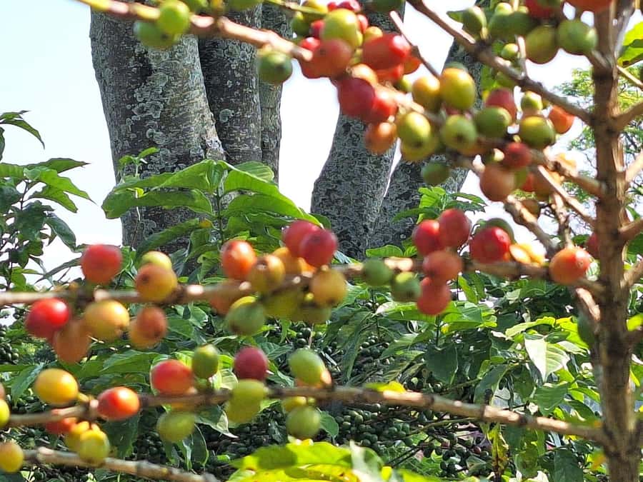 Nairobi: Coffee farm tour with pick up - Key things I’d zero in on